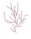 Algue