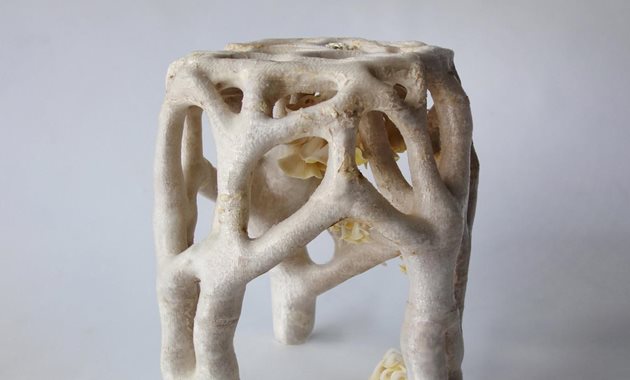 Erik Klarenbeek Veiled Lady Mycelium Project