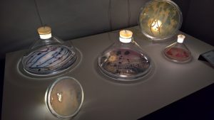 Bacteria in a new light by Jan Klingler, as seen at Ung Svensk Form/Young Swedish Design 2019 Exhibition, ArkDes Stockholm