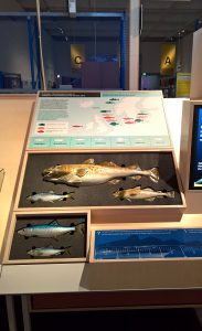 The (currently non-interactive) interactive fisheries exhibit, as seen at Future Food. What will we eat tomorrow?, Deutsches Hygiene-Museum, Dresden