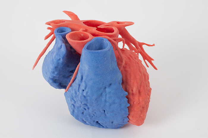 3D printed surgical heart by Dr James Otton. A concept to help heart surgeons plan operations (Photo Belinda Christie, courtesy Powerhouse Museum)