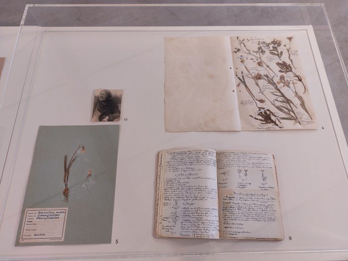 Pages from the herbaria compiled by Emil Obst and Peter Feige alongside Max Hempel's 1930 Field Book and a 1922 photo of an unknown woman collecting snowdrops in Goitzsche, as seen at Bauhaus Lab: Vegetation Under Power – Heat, Breath, Growth, Bauhaus Building, Dessau