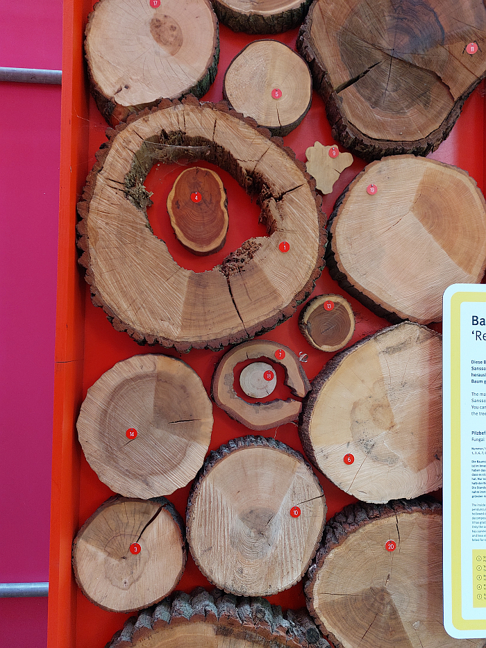 Examples of diseased and damaged trees, as seen at Re:Generation. Climate change in a natural World Heritage Site – and what we can do about it, Park Sanssouci, Potsdam