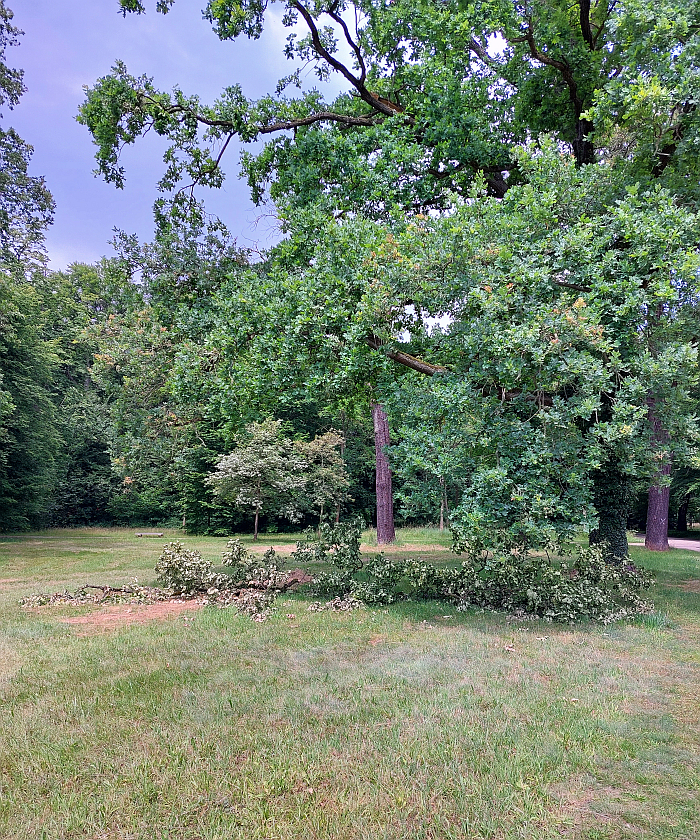 Fallen branches, an increasing problem, and danger of climate change