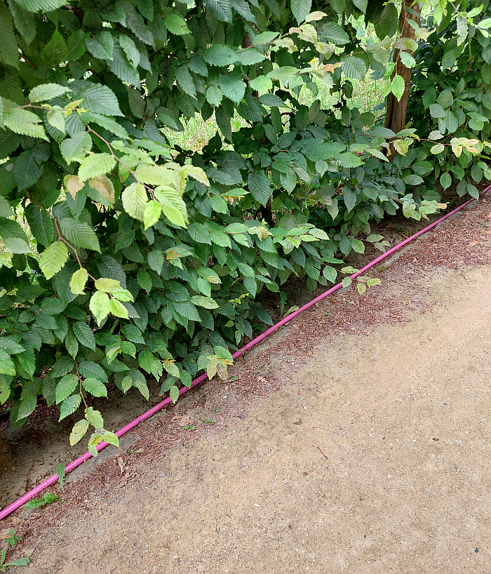 A discussion on irrigation within Park Sansouci, as seen at Re:Generation. Climate change in a natural World Heritage Site – and what we can do about it, Park Sanssouci, Potsdam