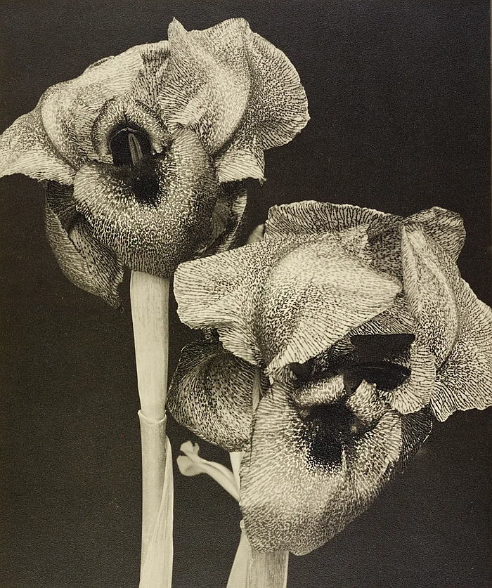 Joost Schmidt, untitled (Iris Study), ca. 1928 (Photo © and courtesy Stiftung Bauhaus Dessau)
