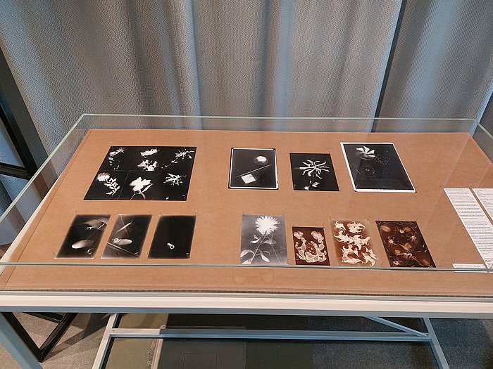 Photograms of flowers by Bertha Günther and photograms of flowers by László Moholy-Nagy, as seen at Bauhaus Ecologies, Bauhaus Museum Dessau