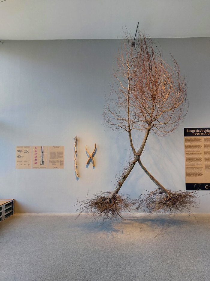 A presentation on the principles of Inosculation, as seen at Trees, Time, Architecture. Design in Constant Transformation, Architekturmuseum der TU München