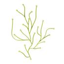 Algue, Light green