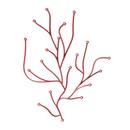 Algue, Red