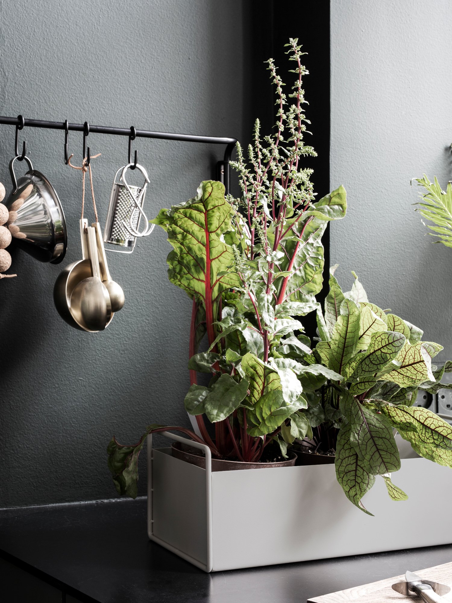 hay plant hanger Hay Colour S-Shape coat rack, jungle green